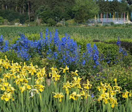 Delphinium Stimmung