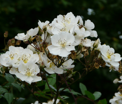 Rosa 'Darlow's Enigma' 