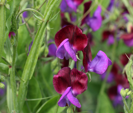 Lathyrus odoratus 'Cupani' – Edelwicke