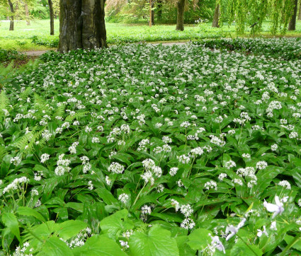 Allium ursinum – Bärlauch