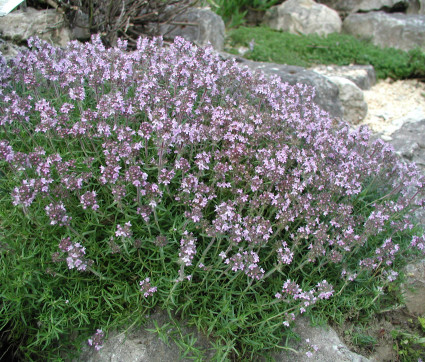 Thymus vulgaris 'Orange Spice' – Orangen-Gewürz-Thymian