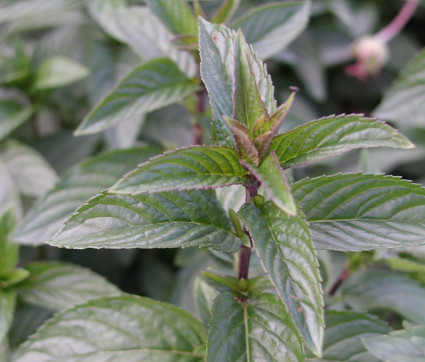 Mentha x piperita var. piperita 'Eichenau' – Bayerische Pfefferminze