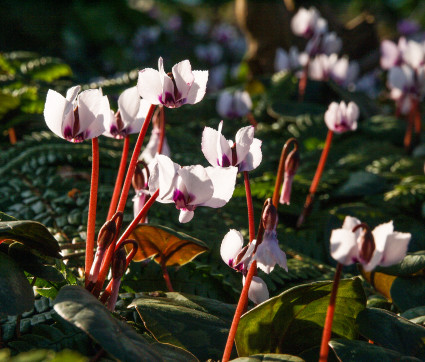 Cyclamen coum – Frühlings-Alpenveilchen