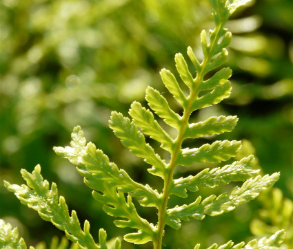 Dryopteris filix-mas – Wurmfarn