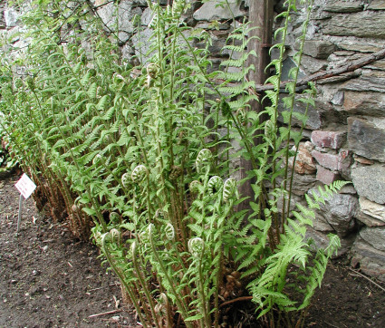 Dryopteris filix-mas – Wurmfarn