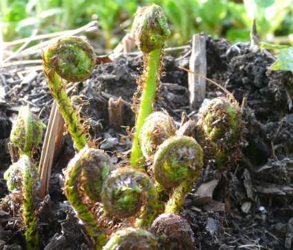 Athyrium filix-femina – Wald-Frauenfarn