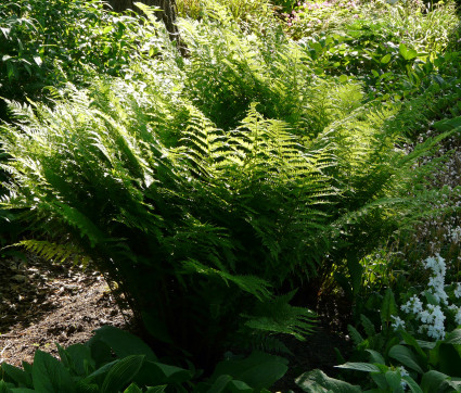 Athyrium filix-femina – Wald-Frauenfarn