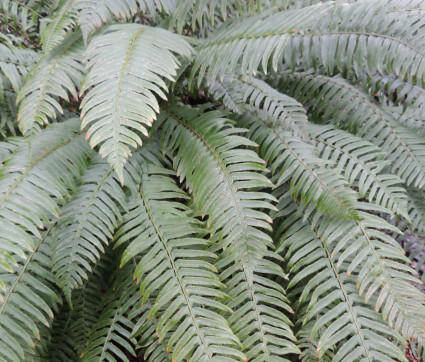 Polystichum munitum 