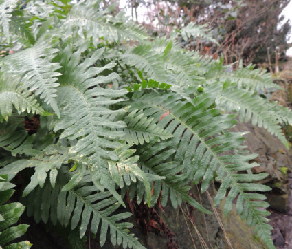 Polypodium cambricum