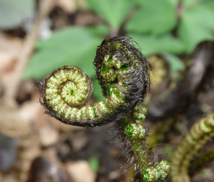 Dryopteris atrata – Elefantenrüsselfarn