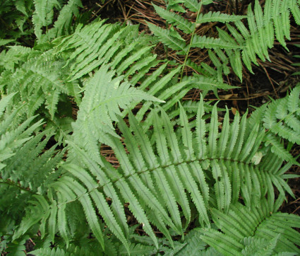 Dryopteris atrata – Elefantenrüsselfarn