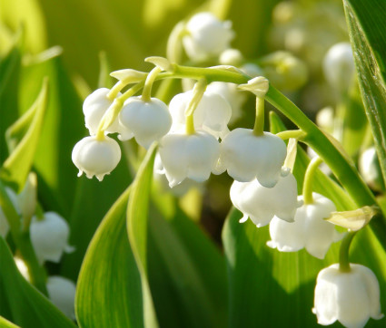 Convallaria majalis