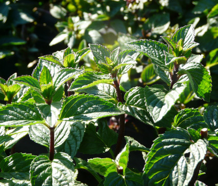 Mentha x piperita var. piperita 'Agnes'