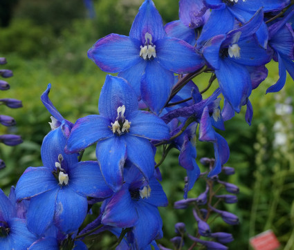 Delphinium Elatum-Hybride 'Sterntaler'