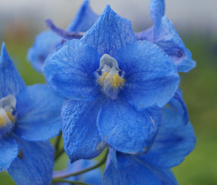 Delphinium Belladonna-Hybride 'Bunzlau'