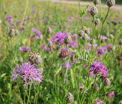 Centaurea scabiosa