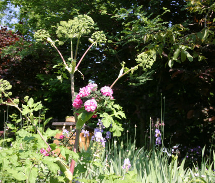 Angelica archangelica mit Rosa inermis 'Morletti'