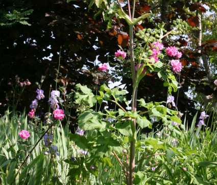 Angelica archangelica mit Rosa inermis 'Morletti'