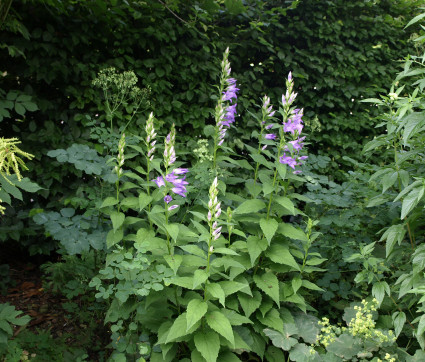 Campanula trachelium