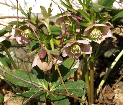 Helleborus 