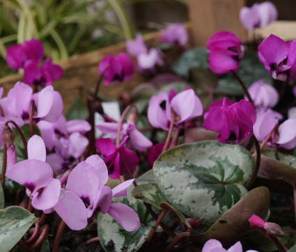 Cyclamen coum