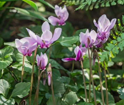 Cyclamen hederifolium