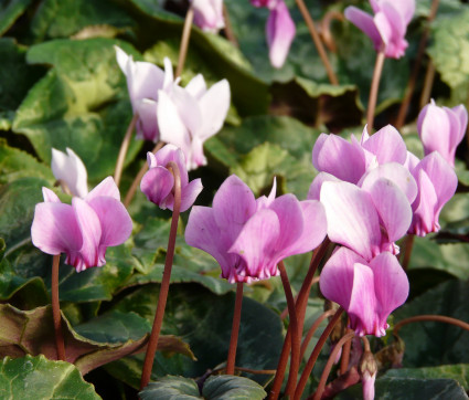 Cyclamen hederifolium