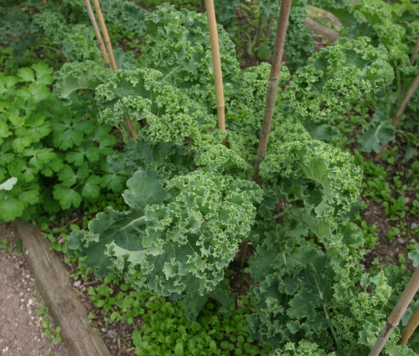 Feldsalat mit Grünkohl