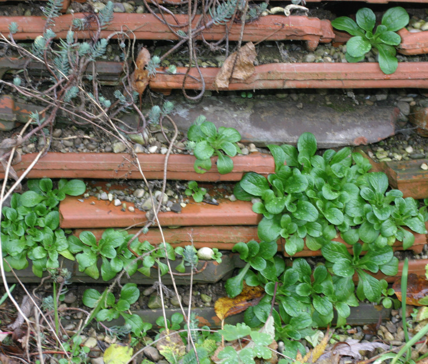 Feldsalat in Trockenmauer