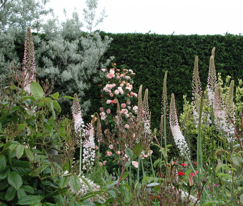 Eremurus robustus