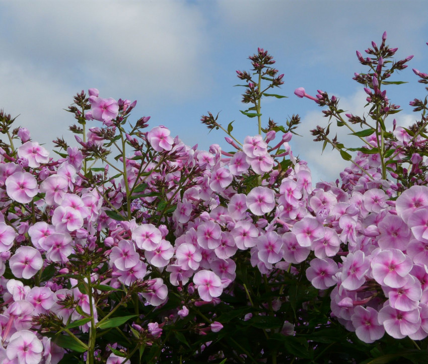 Phlox amplifolia 'Apanatschi'