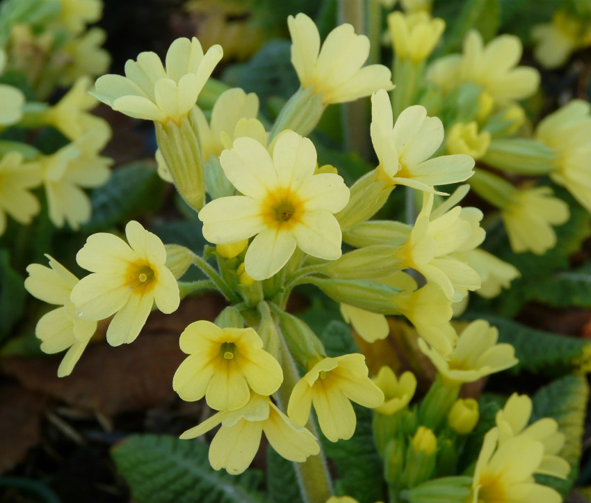 Primula elatior – Himmelschlüssel, Wald-Schlüsselblume