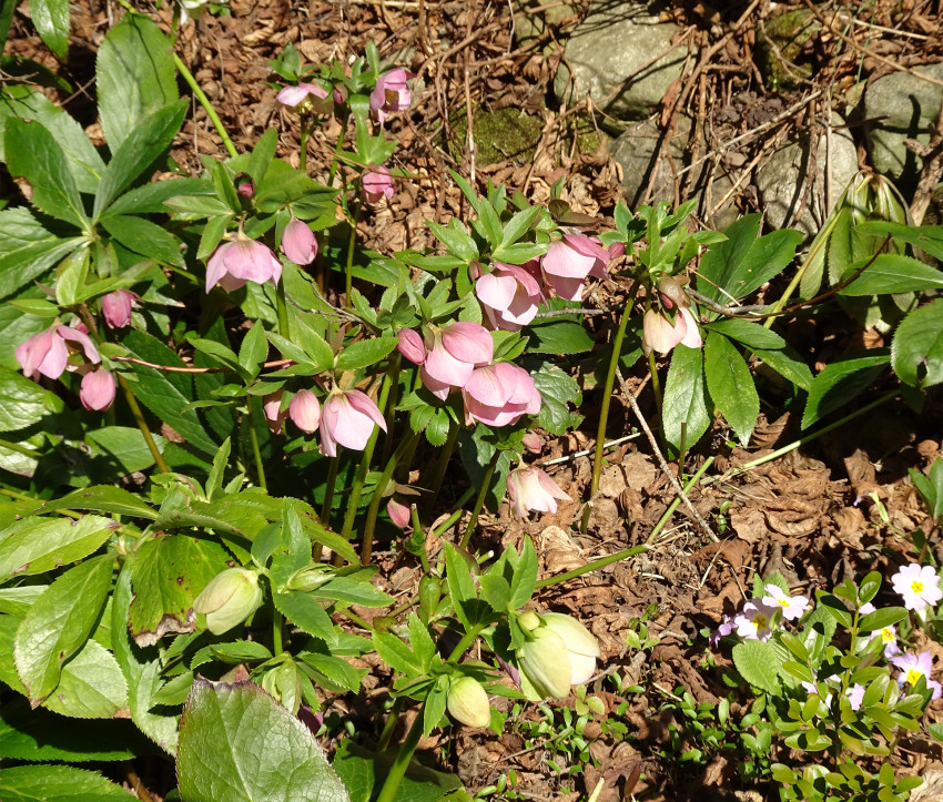 Helleborus