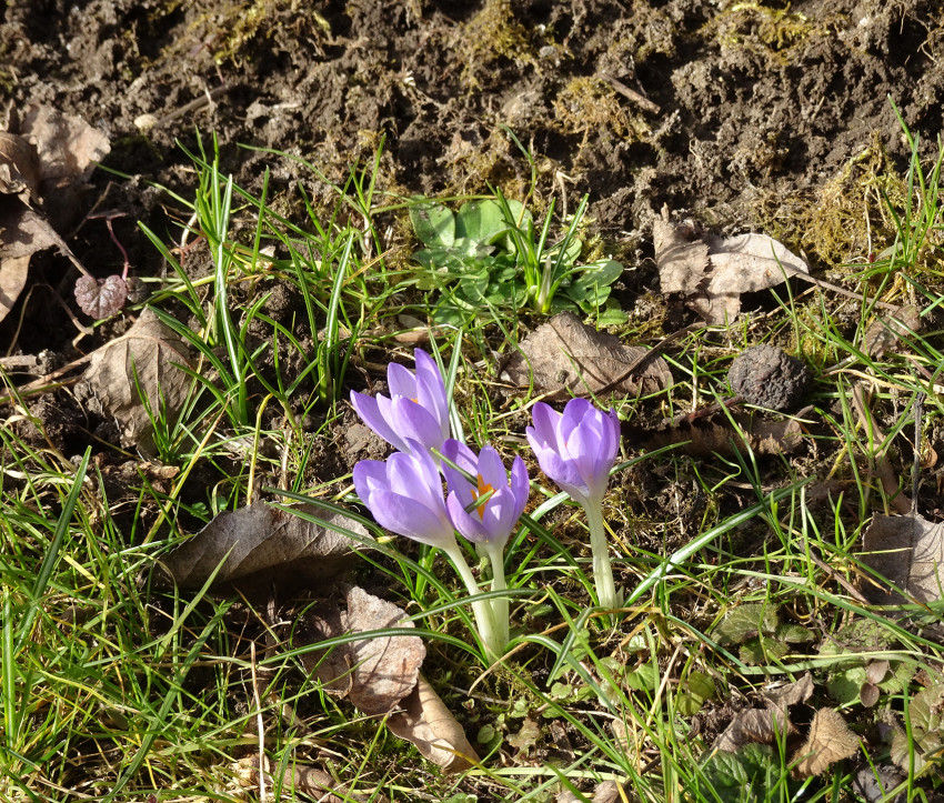 Crocus tommasinianus