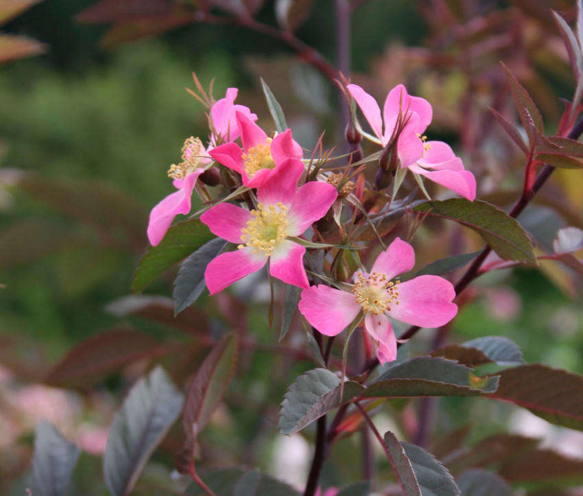 Rosa glauca – Blaue Hecht-Rose