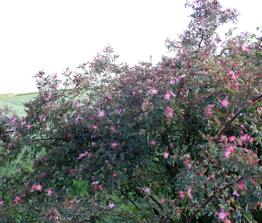 Rosa glauca – Blaue Hecht-Rose