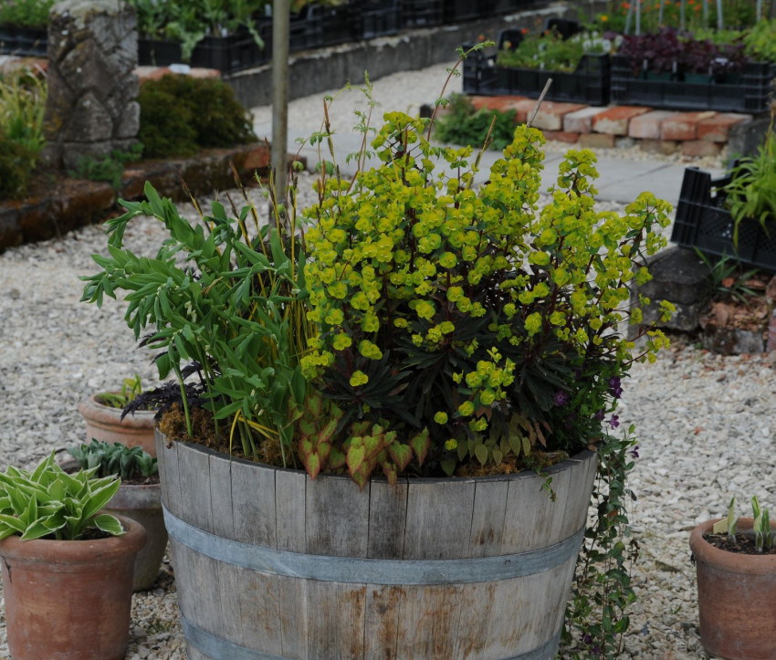 Euphorbia amygdaloides 'Purpurea'