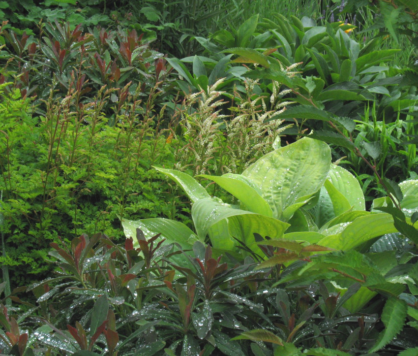 Euphorbia amygdaloides 'Purpurea'