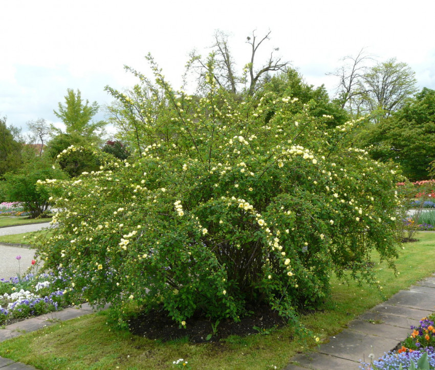 Rosa hugonis