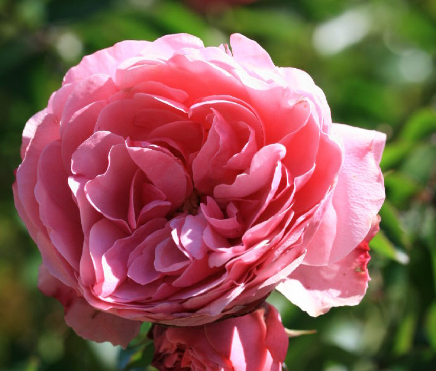 Rosa 'Leonardo da Vinci'