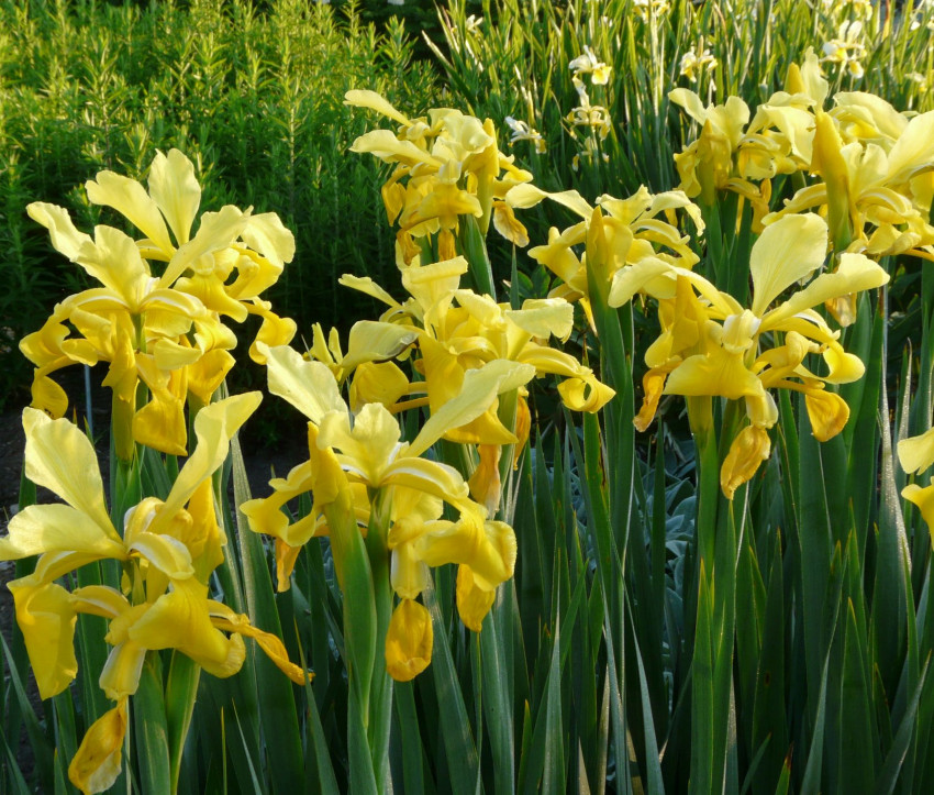 Iris Spuria-Hybride 'Skyline'