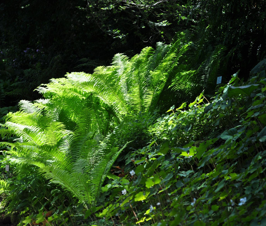 Matteuccia struthiopteris