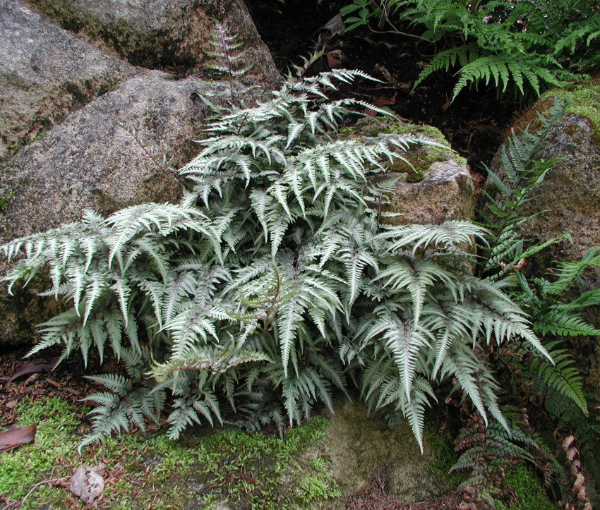 Athyrium niponicum ‘Metallicum’