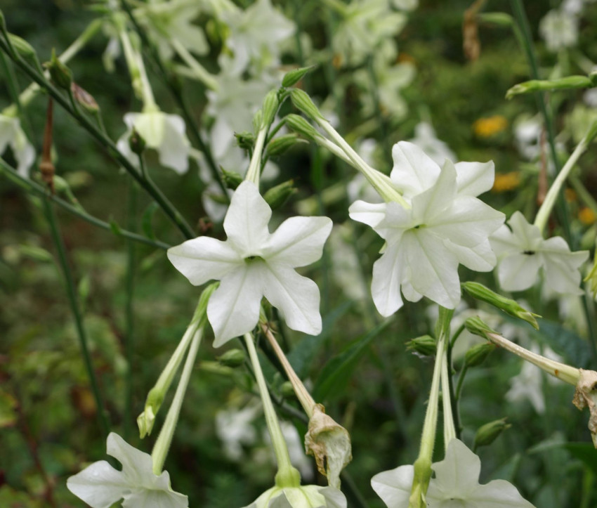 Nicotiana alata