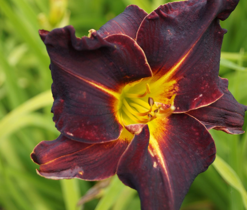 Hemerocallis Hybride 'Ed Murray'