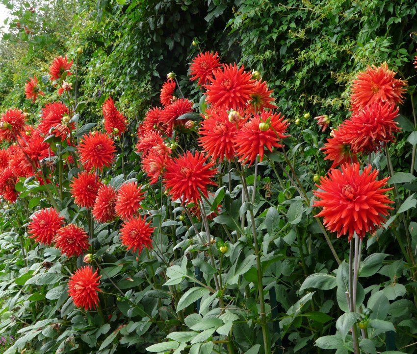 Dahlia ‘Vulkan’