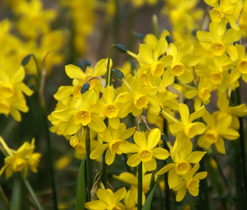 Narcissus jonquilla var. henriquesii