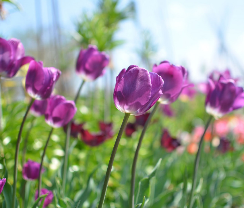 Tulipa ‘Negrita’