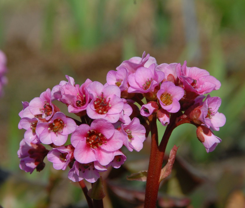 Bergenia Hybride ‘Herbstblüte’