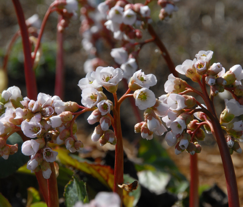 Bergenia Hybride ‘Silberlicht’